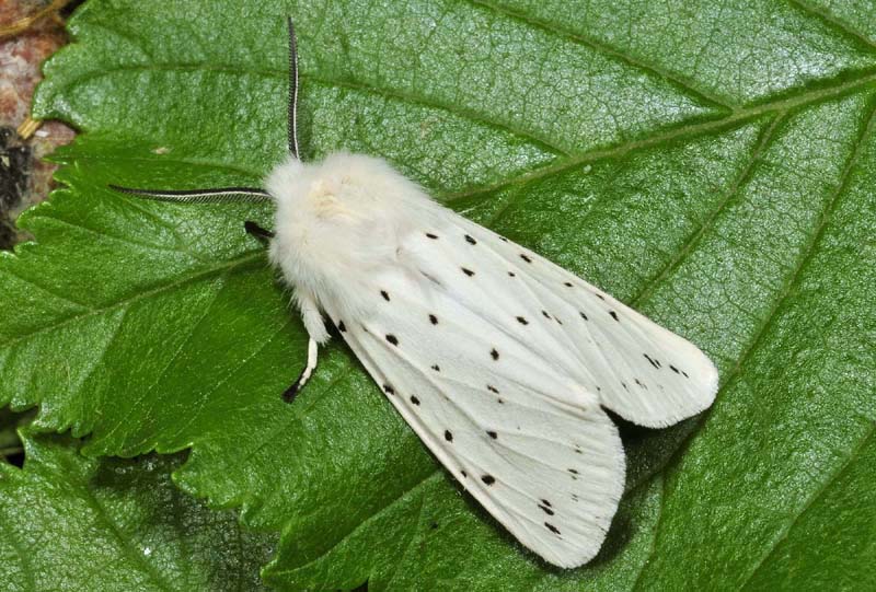 Spilosoma lubricipeda